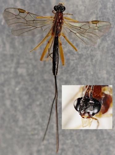 Réf. 261 675 : Macrocentrus bicolor